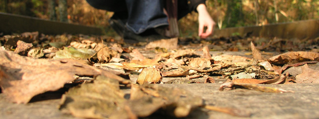 Mabgral feuilles mortes